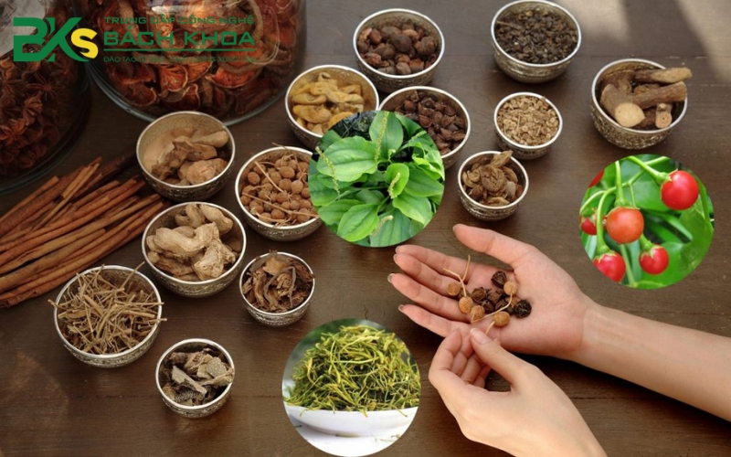 Chương trình đào tạo Cao đẳng Y học cổ truyền