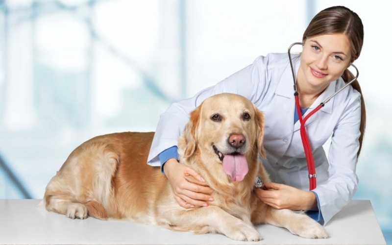 Đăng ký học Trung cấp Thú y online - Nhận bằng chính quy 9 Chương trình đào tạo Trung cấp Thú Y tại BKI