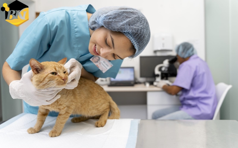 Điểm gì khiến chương trình Trung cấp Thú Y online tại BKI trở nên đặc biệt?