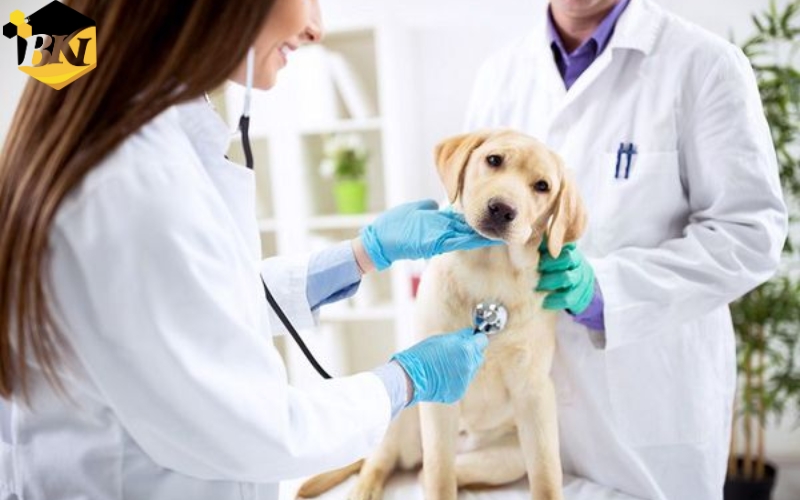 Thông tin tuyển sinh học Trung cấp Thú y Online