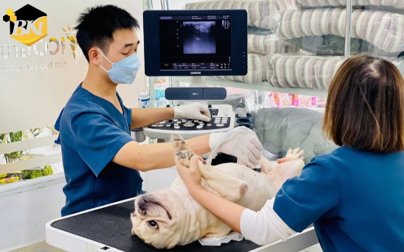 Vì sao nên chọn học Trung cấp Thú y Trực tuyến?