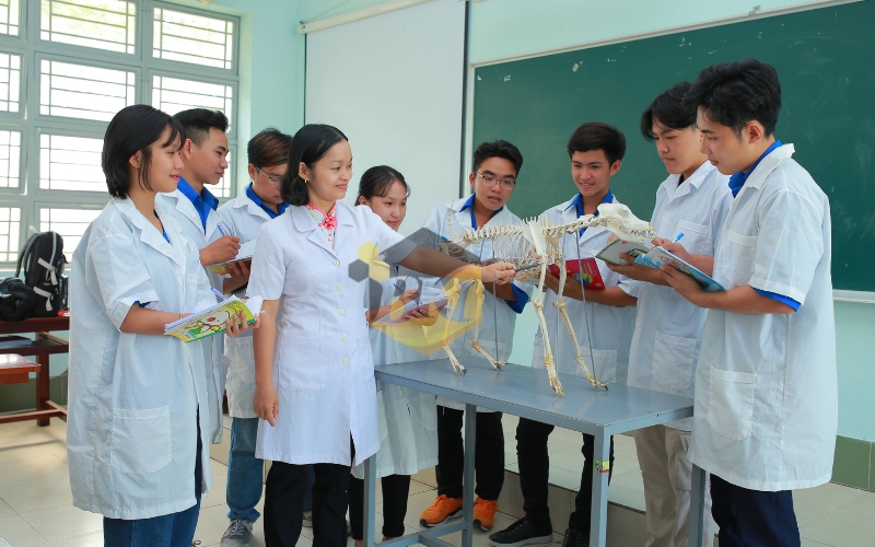 Học Trung cấp Thú y trực tuyến có liên thông được không? 22 Điều kiện Liên thông từ Trung cấp Thú y là gì?