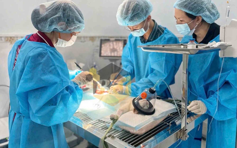 Khóa học ngành Chăm sóc Thú cưng uy tín - Nhận bằng chính quy 23 Học ngành Chăm sóc Thú cưng có thể làm những công việc gì?
