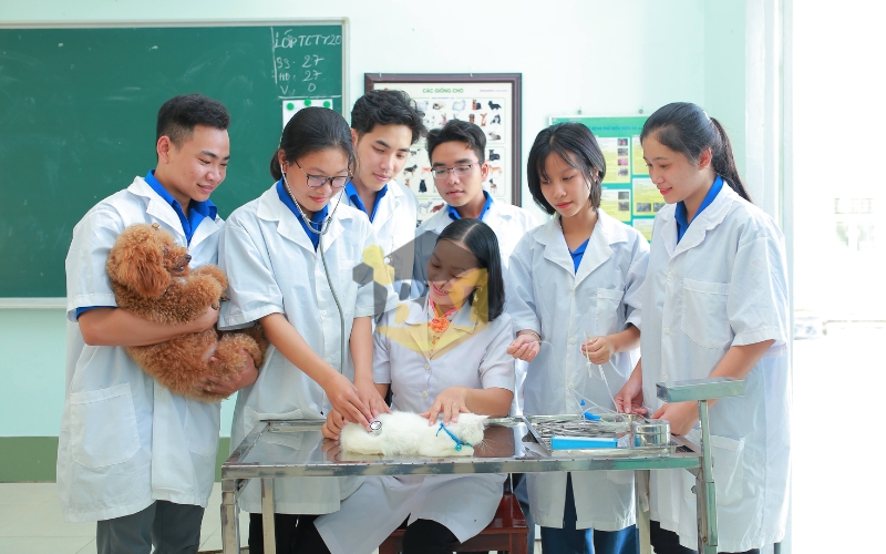 Học Trung cấp Thú y trực tuyến có liên thông được không? 21 Trung cấp Thú y Liên thông lên Đại học mất bao lâu?
