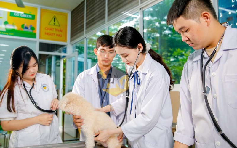 Các trường đào tạo Cao đẳng Thú y học online tốt nhất 22 Cao đẳng Thú y online phù hợp với những ai?