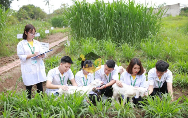 Học Trung cấp Thú y có phù hợp với người đi làm không?