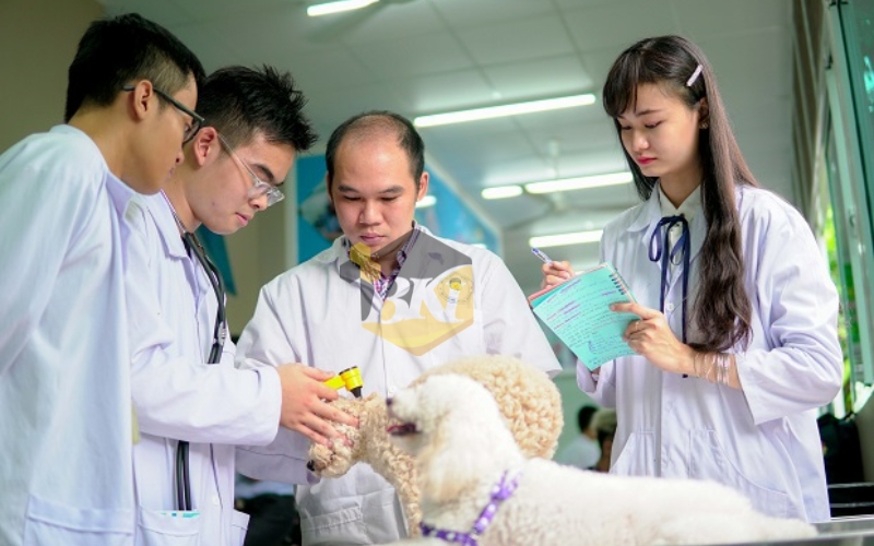 Học Trung cấp Thú y ở đâu TPHCM uy tín? 21 Học Trung cấp Thú y ở đâu phù hợp với những ai?