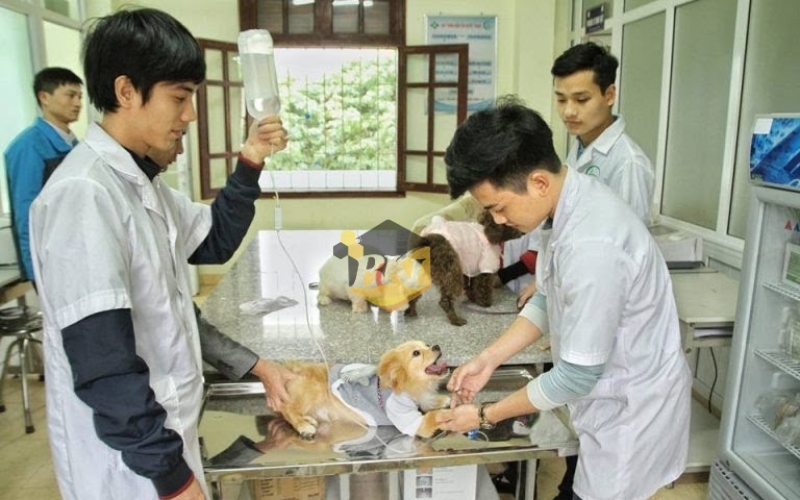 Học Trung cấp Thú y ra trường làm công việc gì?