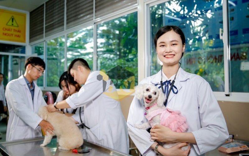 Học Trung cấp Thú y ở đâu TPHCM uy tín? 23 Khung chương trình học Trung cấp Thú Y tại BKI?